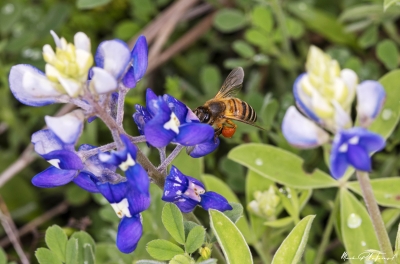 Honey Bee Spring 2020